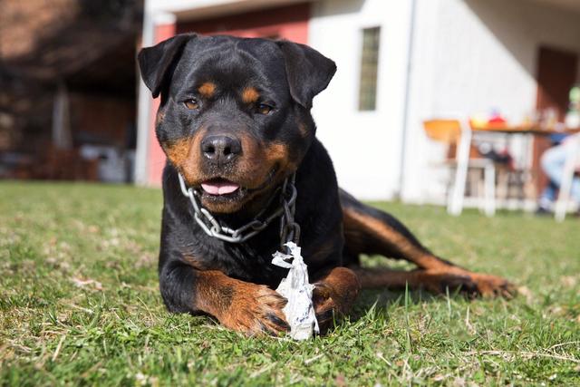 一只小罗威纳犬多少钱罗威纳幼犬多少钱一条